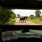 Kruger National Park Renaming Backed by Mpumalanga