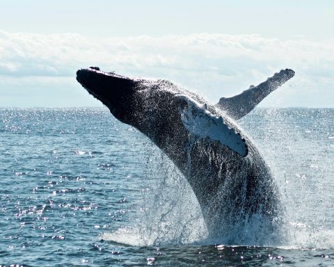 Graham Howes Whale Accident Stuns Cape Town