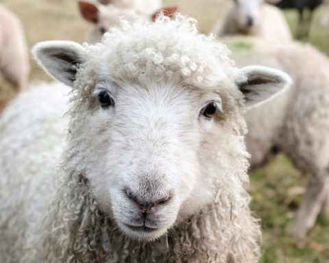 Stellenbosch University Sheep Suffocation Sparks Outrage