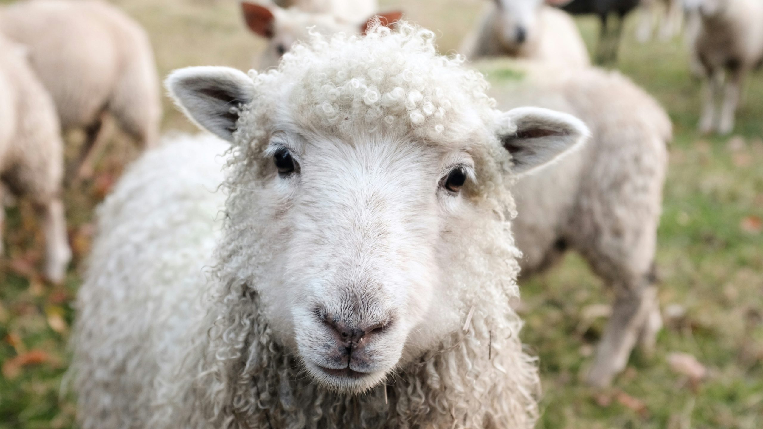 Stellenbosch University Sheep Suffocation Sparks Outrage