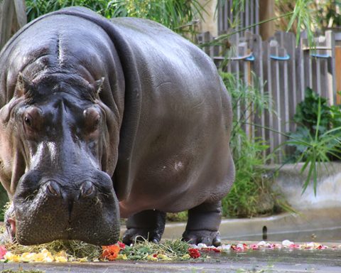 Brutus The Hippo, Rondevlei Giant, Dies at 47