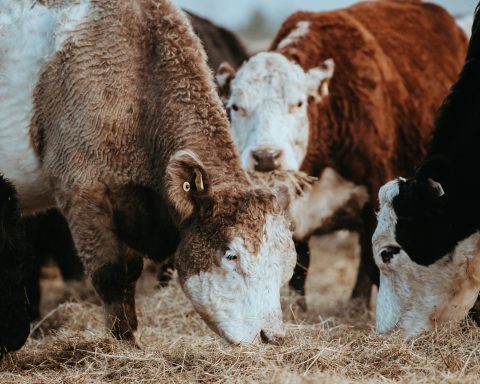 Foot-and-Mouth Disease Outbreak: WC Farms Quarantined