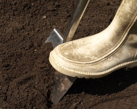 North West Shovel Murder Shocks Mahikeng